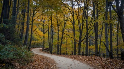 Fototapeta premium Camino serpenteante en un bosque verde, con luz del sol iluminando el follaje y los árboles altos