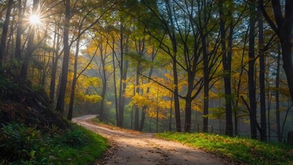 Naklejka premium Sendero en un bosque frondoso con luz del sol iluminando el follaje verde y los árboles altos
