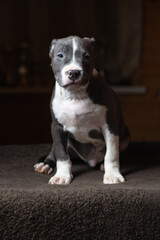 Portrait of a beautiful young purebred Staffordshire Terrier puppy in the studio.
