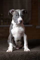 Portrait of a beautiful young purebred Staffordshire Terrier puppy in the studio.