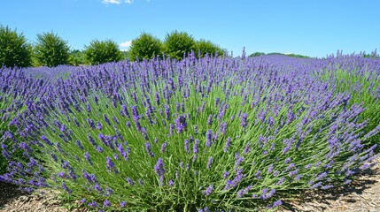 Fototapeta premium Expansive Lavender Field Under Clear Blue Sky with Lush Green Trees in the Background Creating a Serene and Tranquil Landscape Perfect for Nature Lovers