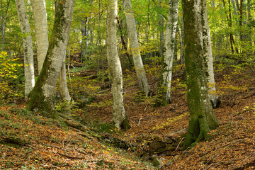 Foliage of Beech Forest in autumn in Europe