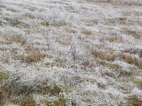 Steppe. The grass is covered with frost.