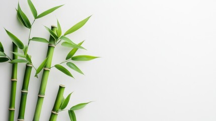 Serene Bamboo Shoots on White Background: A Minimalist Nature Photography