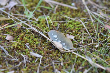 Dew drops on a leaf on mossy background in the forest close-up