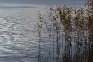 The reed is reflected in the water of a lake in autumn