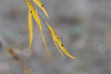 Yellow leaves of a willow tree close-up on a blurred background