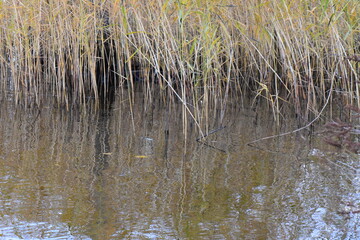 The reed is reflected in the water of a lake in autumn