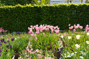 Beautiful bed of colorful tulips in May. Concept of colorful diversity of nature