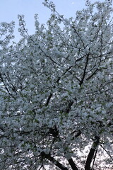 tree in spring