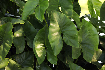 Fototapeta premium Swamp plant Yautia madera (Montrichardia arborescens) from Brazil