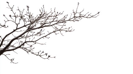 Fototapeta premium Bare Branches Against White Background: A Study in Winter's Serenity