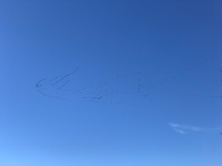 Bird migration with clear blue sky