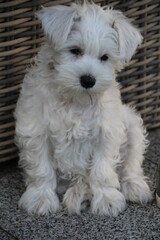 An adorable white schnauzer puppy sitting outside in front of a rattan chair