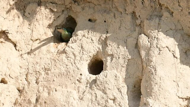 European Bee-eater Merops apiaster Digging a Nest in a Sandy Cliff in the Wild. Slow motion.