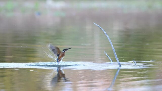 Common Kingfisher Alcedo atthis Diving from a Stick into the Lake and Returning to the Stick. Slow motion.