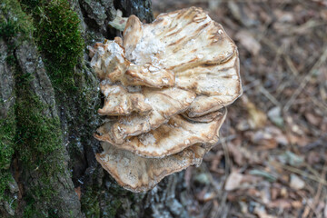 Giant spore mushroom of meripilus giganteus growing on tree. Fungus of genus meripilus of the meripilaceae family. Phytopathogen causes white rot in deciduous trees. Giant polypore parasitic in plant.