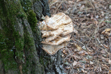 Giant spore mushroom of meripilus giganteus growing on tree. Fungus of genus meripilus of the...