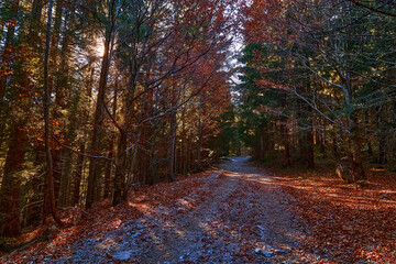 Hiking in autumn forest, favorite weekend activity. Going to the mountains