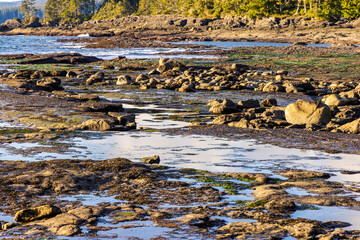 Rocky Shoreline at Sunset in Port Renfrew, Vancouver Island, Canada