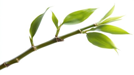 Fresh Green Bamboo Branch with Vibrant Leaves Displaying Natural Beauty and Elegance Isolated on White Background for Decorative and Botanical Concepts