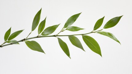 Delicate Green Leaves on a Slim Stem with a Minimalist Background Perfect for Nature Themes and Organic Style Projects in Stock Photography