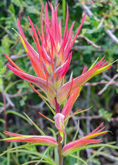 Vibrant red and pink petals of an Indian paintbrush plant stand out against a blurred green background. The delicate, spiky petals appear almost luminous with a hint of texture.