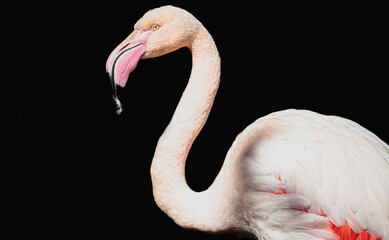 close up of a flamingo