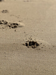 Detail shot of footsteps in the sand by a dog
