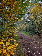 Fototapeta premium autumn in the park