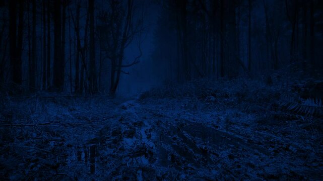 Wet Trail Through The Forest At Night