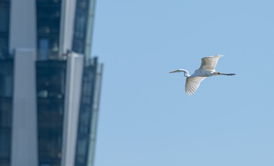 Closeup of a great egret in flight.