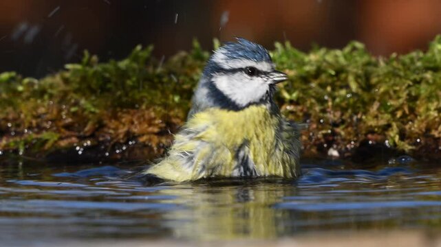 Blue Tit Cyanistes caeruleus Bathing in the Wild. Slow Motion Forest Scene Close-Up.