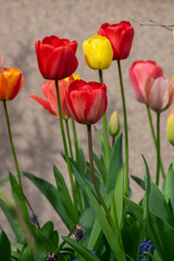 Bright red and yellow color country Darwin tulips in bloom, bouquet of springtime flowering plants in the ornamental garden