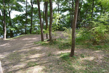 A peaceful forest clearing with a view of slender tree trunks and a lush green understory. Sunlight filters through the leaves, creating soft shadows on the earthy ground.