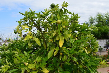 Arbol con limones