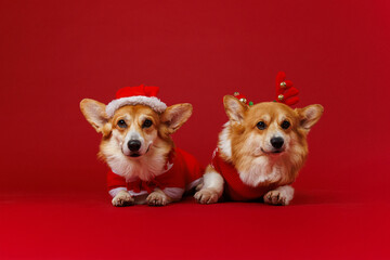 Festive corgis in holiday costumes, Santa resting while reindeer spreads cheerful Christmas vibes