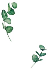 Watercolor illustration of isolated eucalyptus branches with  copy space. Elegant design in natural green tones. Suitable for design, printing and decorative elements.