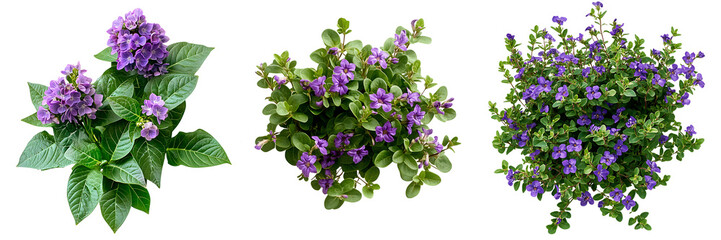 Set of a, purple flower bush with green leaves in the shape of an, isolated on a transparent background.