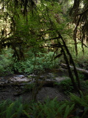 Obraz premium Hiking to Wolf Creek Falls, Oregon