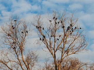 Two trees with bare branches and numerous birds perched on them, set against a blue sky with light clouds. These birds emphasize their social behavior or preparation for migration.