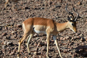 Impala