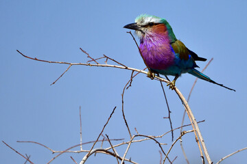 Lilac-breastd Roller