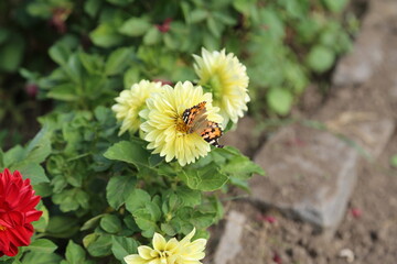 bee on flower
