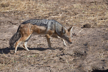 Black-backed Jackal