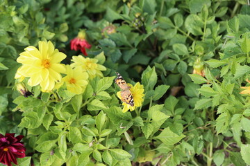 red and yellow flowers
