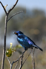 Cape Glossy Starling