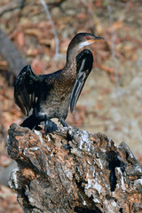 Reed Cormorant