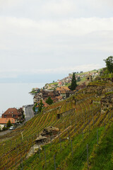 Fototapeta premium The panorama of Saint Saphorin village and Lake Geneva, Switzerland