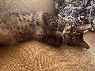 One Gray Tabby Cat sleeping on yellow sofa, cozy and cuddled up next to blue blanket